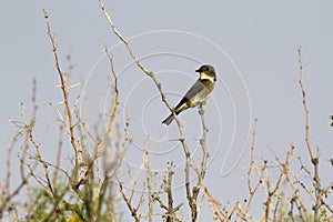 Olive-sided Flycatcher, Contopus cooperi