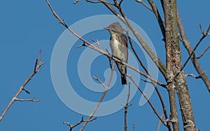 Olive-sided Flycatcher perched on a leafless tree branch