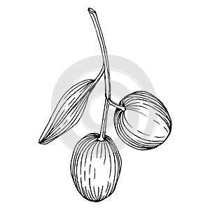 Olive sketch element. Olive branches isolated. Vector hand drawing illustration.