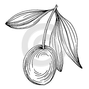 Olive sketch element. Olive branches isolated. Vector hand drawing illustration.