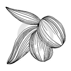 Olive sketch element. Olive branches isolated. Vector hand drawing illustration.