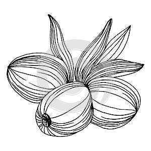 Olive sketch element. Olive branches isolated. Vector hand drawing illustration.