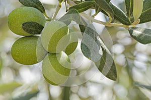 Olive, a source of healthy living, waiting for harvest