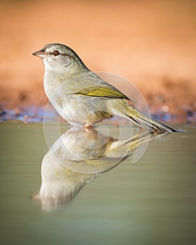 Olive sparrow photo