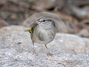 Olive Sparrow Emerging From a Texas Thicket