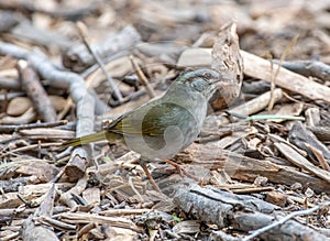 Olive Sparrow Emerging From a Texas Thicket