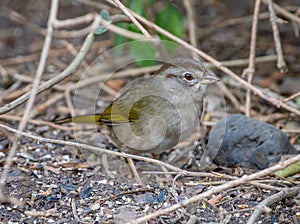 Olive Sparrow Emerging From a Texas Thicket