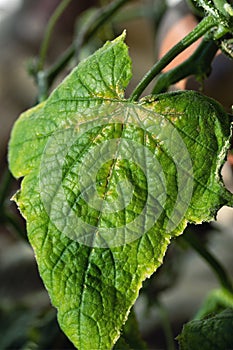 Olive spotting of cucumber is fungal disease on plant