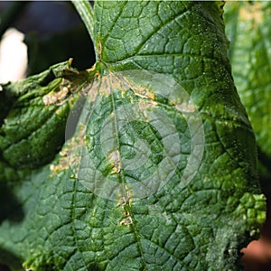 Olive spotting is fungal disease of plant of pumpkin family