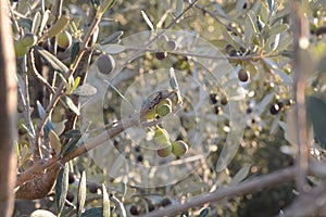 OLIVE, CAMPANIA, SUD ITALIA. photo