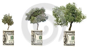 Olive threes growing from dollar bill