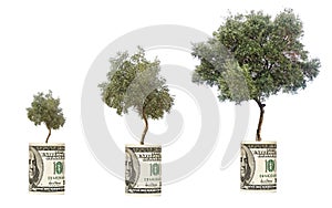 Olive threes growing from dollar bill