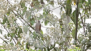 Olive Thrush on a tree