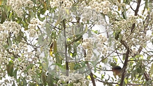 Olive Thrush on a tree