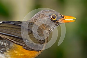 Olive Thrush - Turdus olivaceus - Eating