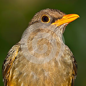 Olive Thrush - Turdus olivaceus - Portrait