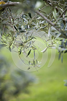 Olive tree