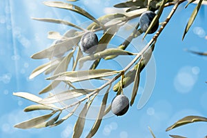 olive tree