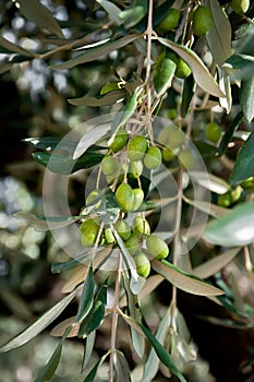 Olive tree