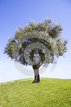 Olive tree