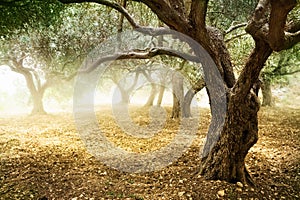 Olive tree photo