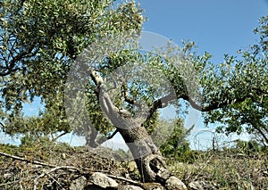 Olive tree