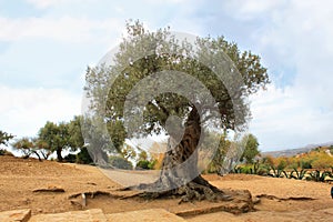 Olive tree img