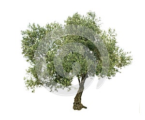 Olive tree