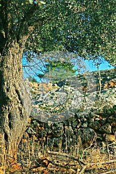 Olive Tree.