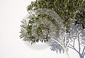 Olive Tree