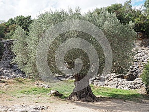 Olive Tree