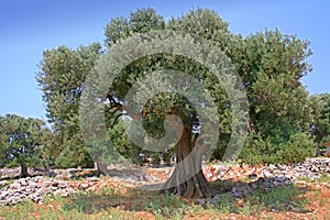 Olive tree photo