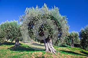 Olive tree