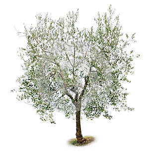 Olive tree