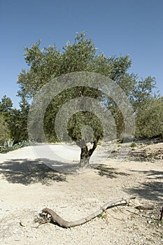 Olive Tree