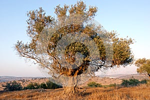 Olive tree