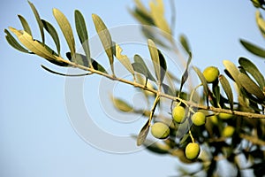 Olivový strom 