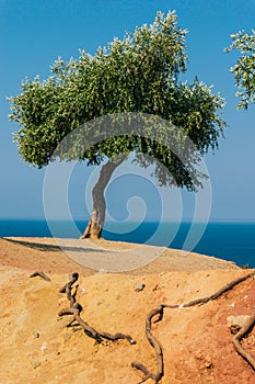 Olive tree on Aegean Sea