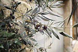 Olive tree photo