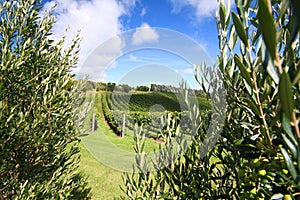 Olive tree along a vineyard photo