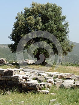 Olive tree on an ancient archeological site in Greece