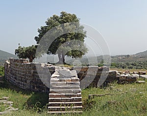 Olivový strom na starobylý archeologické stránky v grécko 