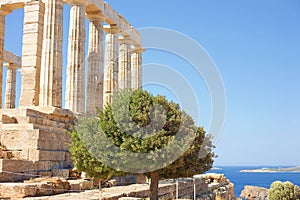 Olive tree and the ancient Greek temple of Poseidon at Cape Sounion