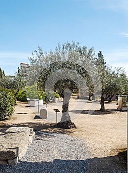 Olive tree with ancient stones