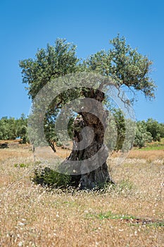 Olive tree, approx. 1000 years old or even more. Olive tree plantation in Andalucia, Andalusia. Spain. Europe.