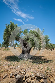 Olive tree, approx. 1000 years old or even more. Olive tree plantation in Andalucia, Andalusia. Spain. Europe.