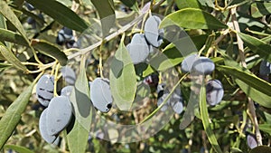 Olive tree photo