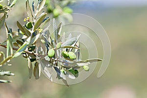 Olive tree banch