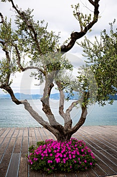 Olive tree on the Bardolino waterfront