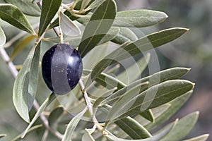 Aceituna en un árbol negro 